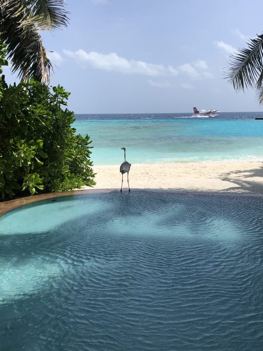 Pool Veligandu Maldives Resort Island