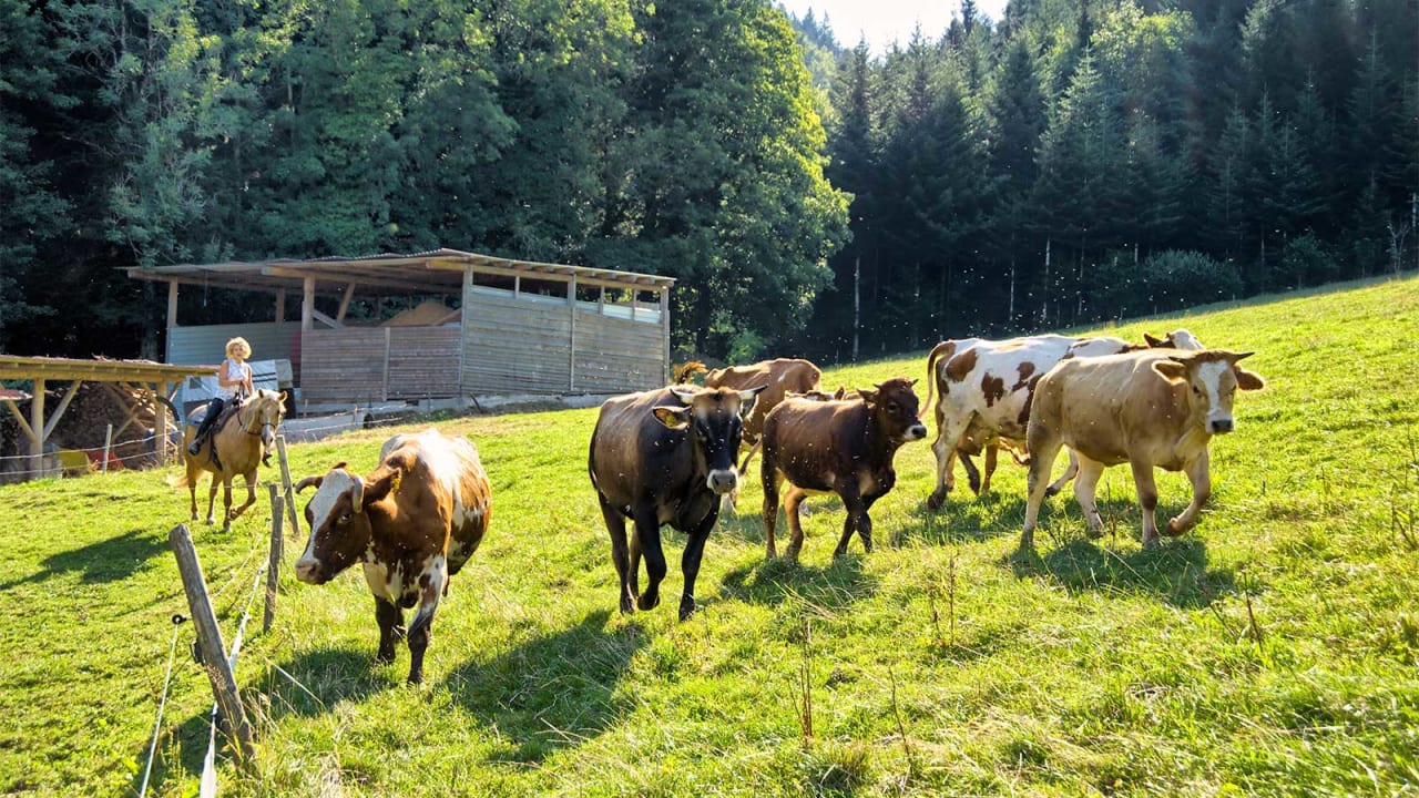 Außenansicht Ferienwohnungen Friedershof