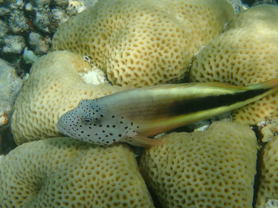 Strand Makadi Spa - Adults only