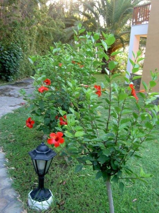Blumen Atlantica Marmari Beach