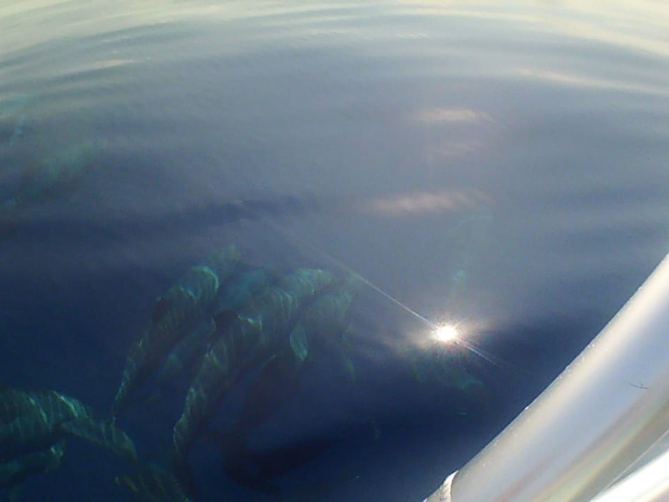 Delphinfamilie Kuredu Island Resort & Spa