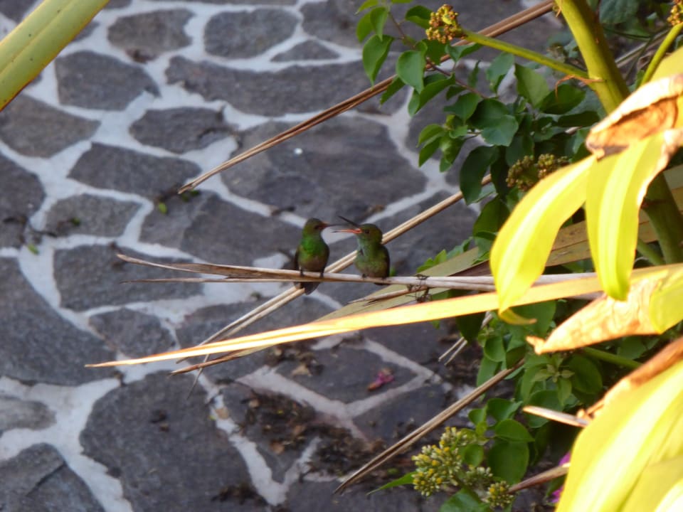 Gartenanlage Hotel Guayabo Lodge