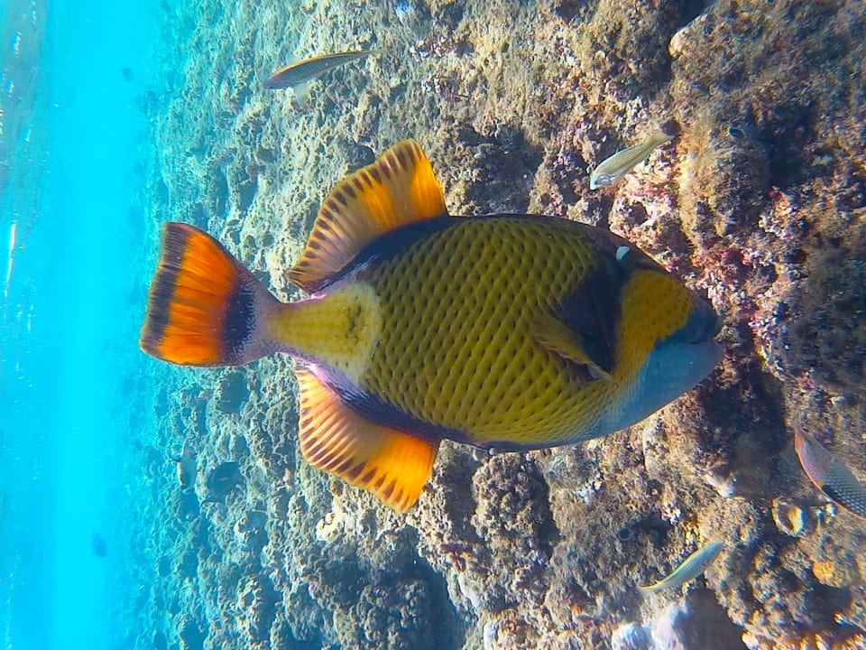 Sport & Freizeit Shams Alam Beach Resort