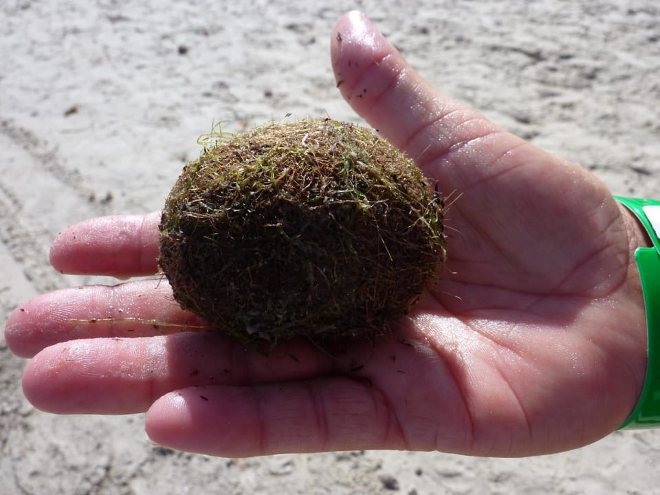 Gerolltes Seegras, keine Kamelkacke Skanes Serail Aquapark