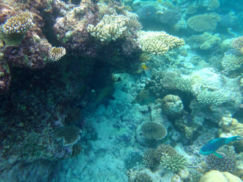 Unterwasserwelt Cinnamon Hakuraa Huraa Maldives
