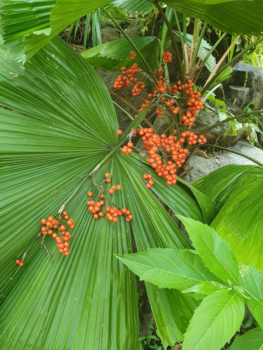 Gartenanlage Moracea by Khao Lak Resort