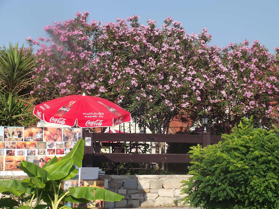 Blühender Oleander Clover Magic Nova Beach