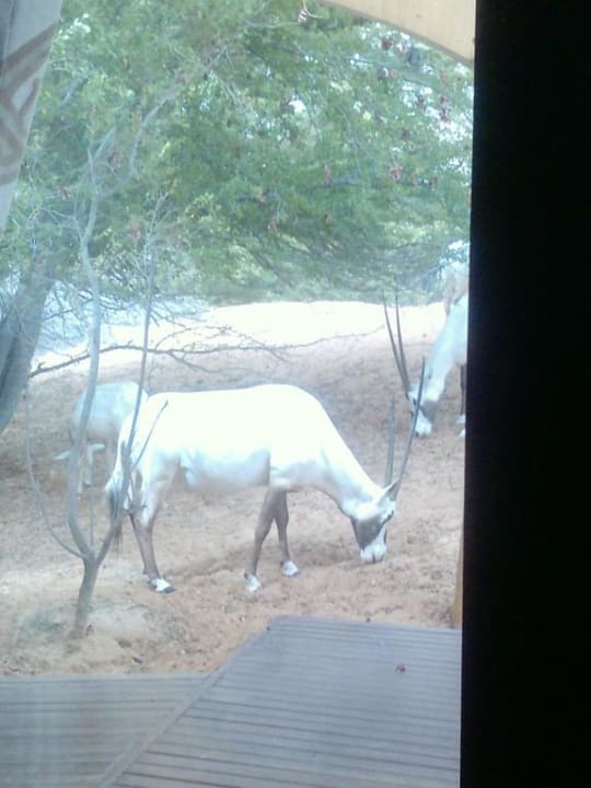 Rundherum sieht man keine Nachbarn nur Tiere, wenn Al Maha, A Luxury Collection Desert Resort & Spa