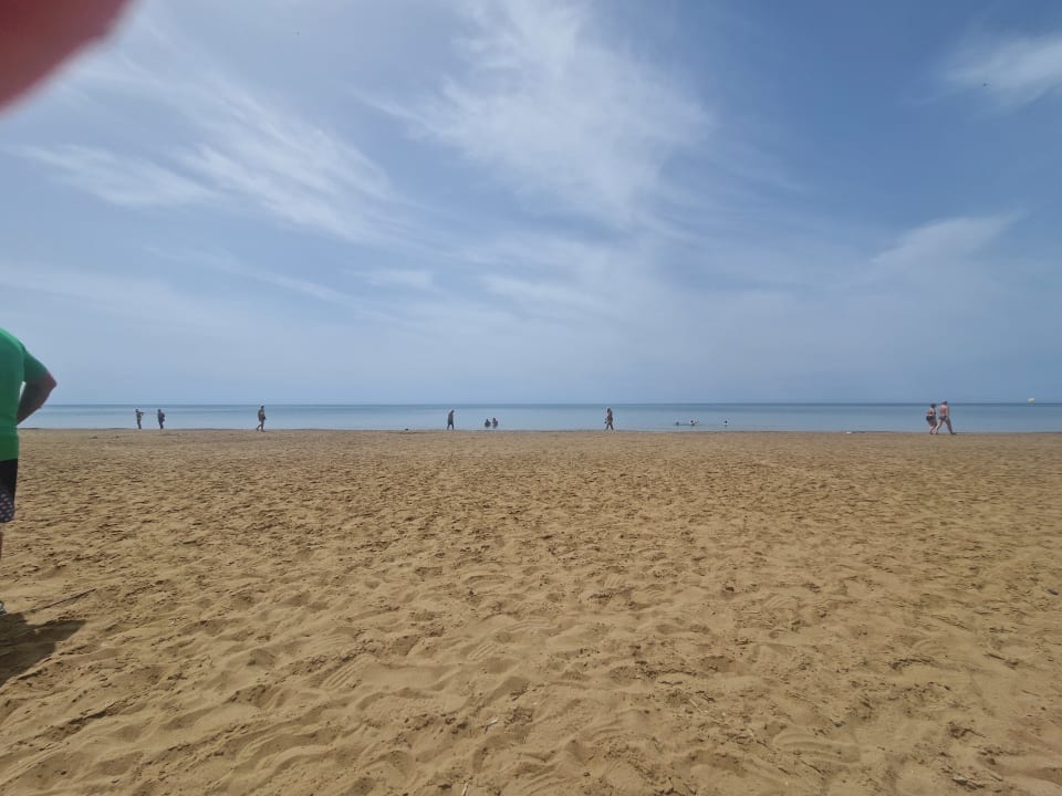 Strand Seashell Vega