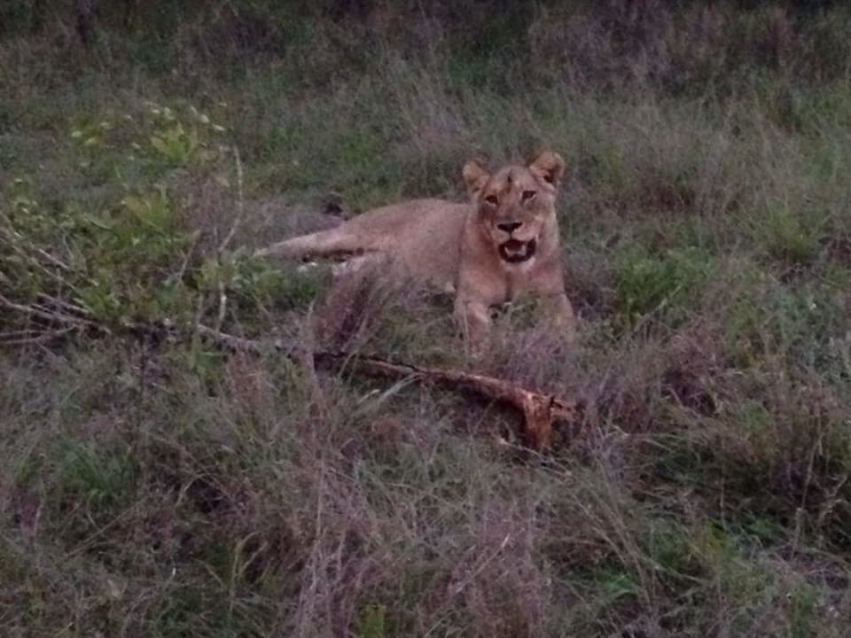 Safari Hotel Arathusa Safari Lodge