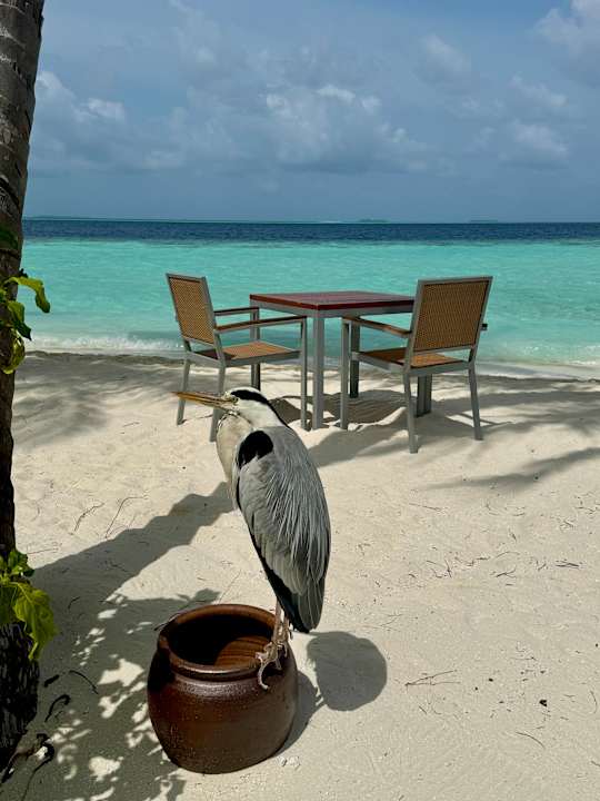 Sonstiges Vilamendhoo Island Resort & Spa