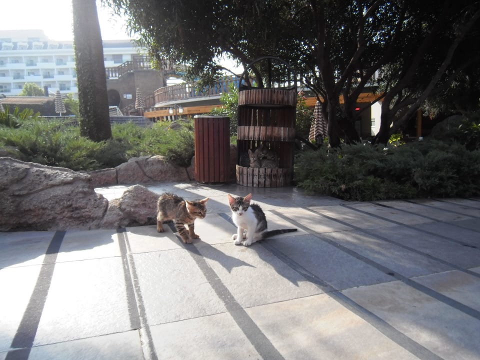 Hotelkatzenfamilie Adalya Resort & Spa - Adults Only