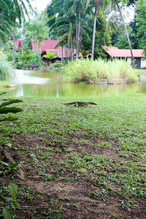 Tierische Besucher Hotel Tanjung Inn Villa de Fedelia