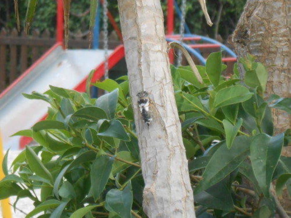 Grille Irene Palace Beach Resort Club alltoura