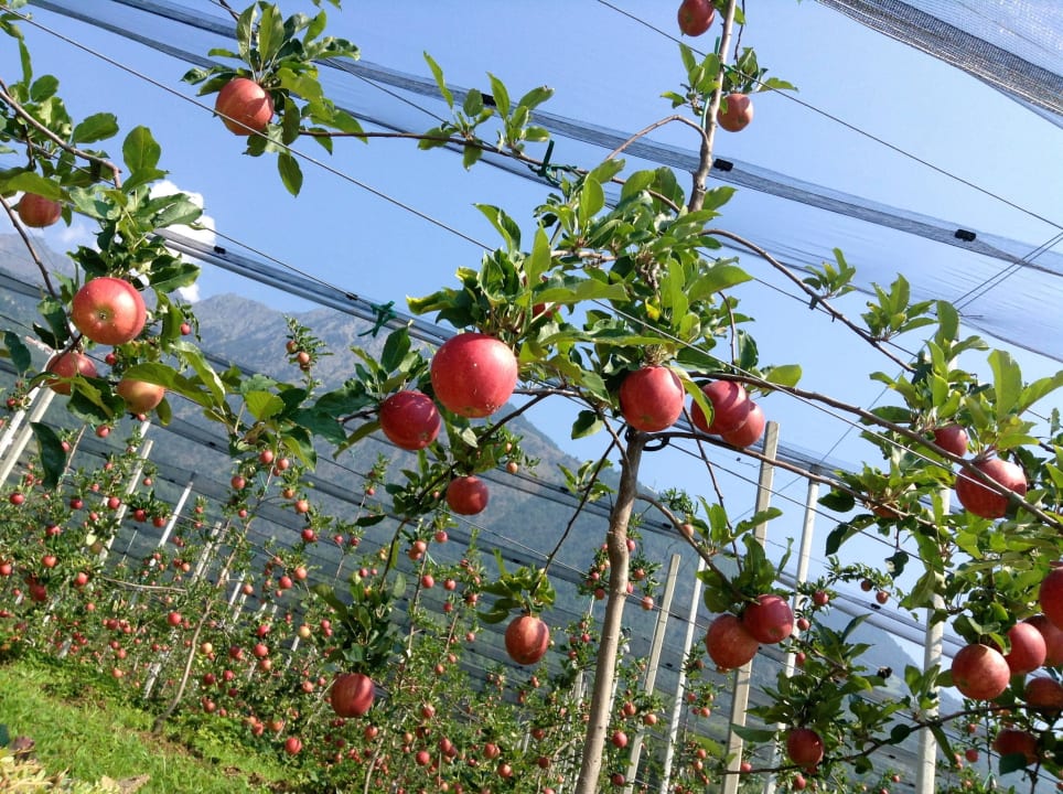 Apfelplantage Hotel Pergola Residence