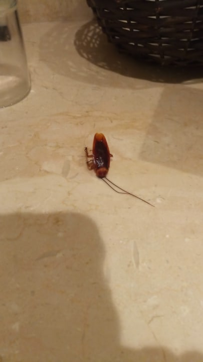 Zimmer Grand Paradise Playa Dorada