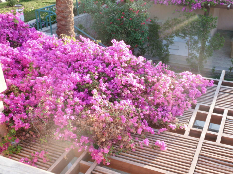 Gartenanlage Shams Prestige Abu Soma-Adults Only