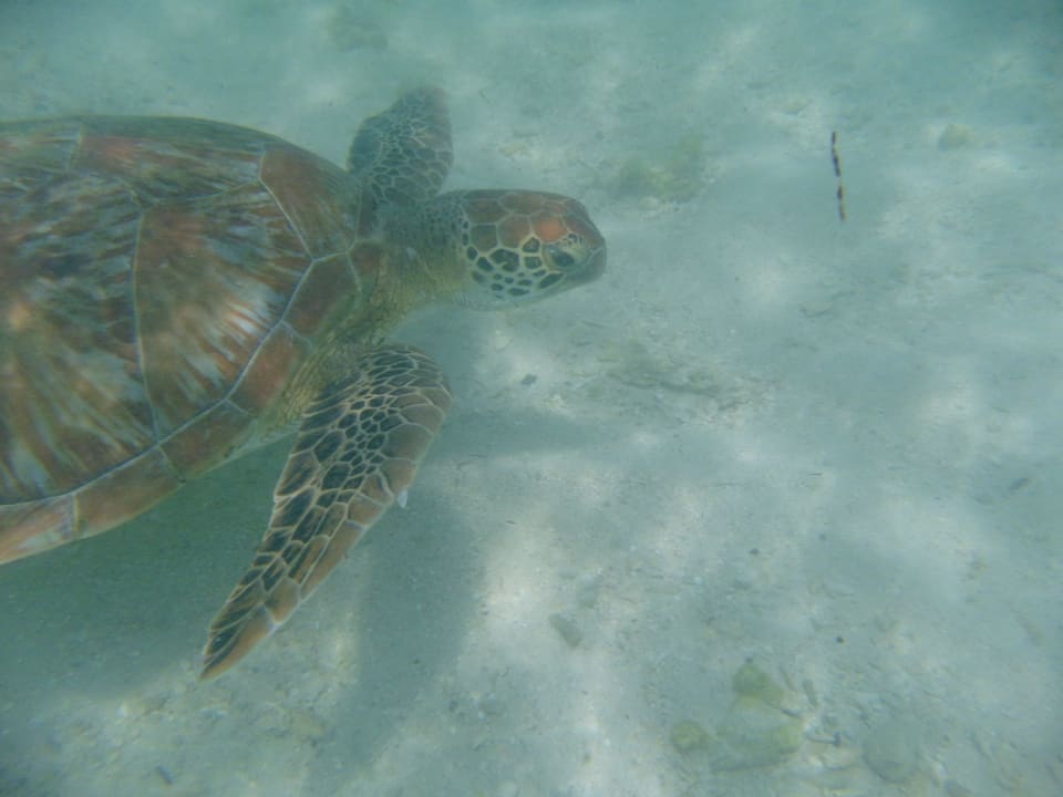 Die kamen täglich am Badebereich vorbei Gold Beach Resort
