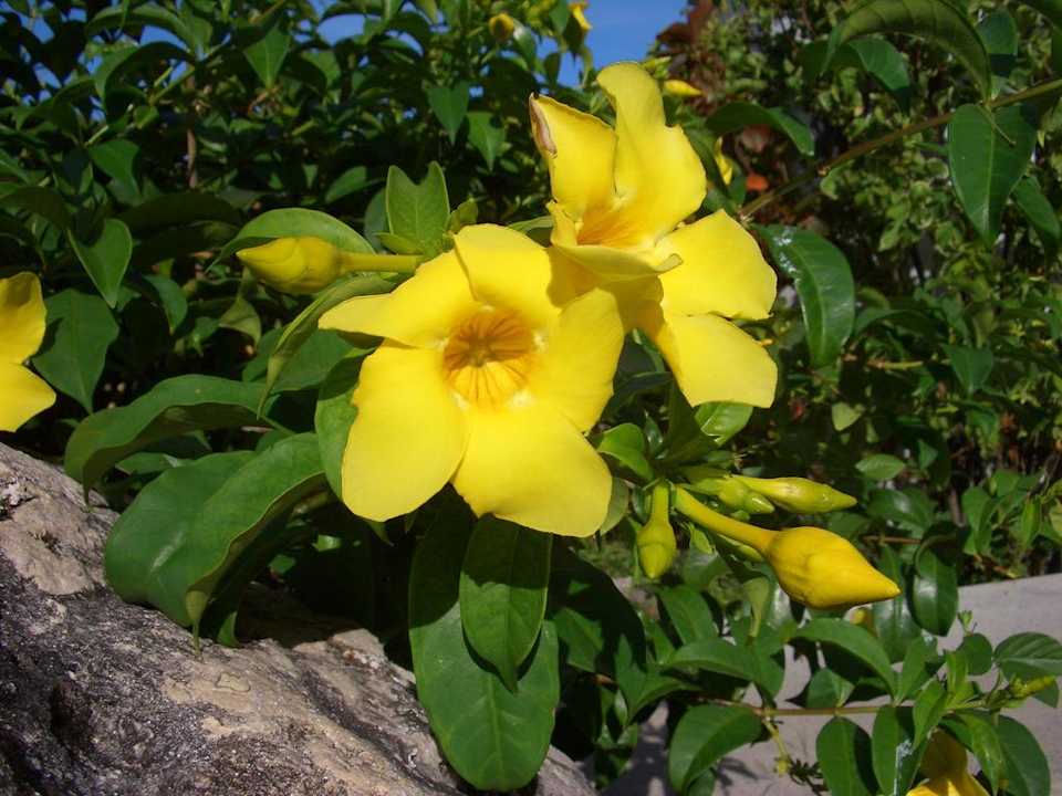 Schöne Blumen Hotel Coconut Beach Club