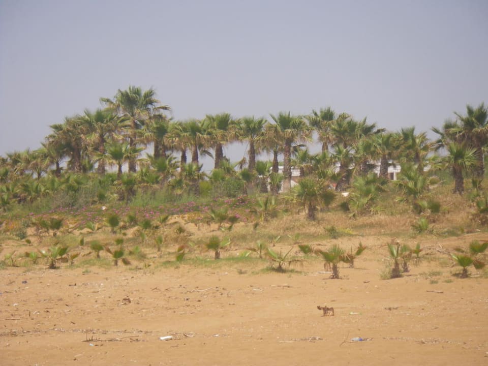 Schöne Aussichten bei Strandspaziergängen Alba Resort Hotel