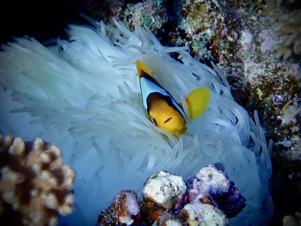 Sport & Freizeit Three Corners Happy Life Beach Resort