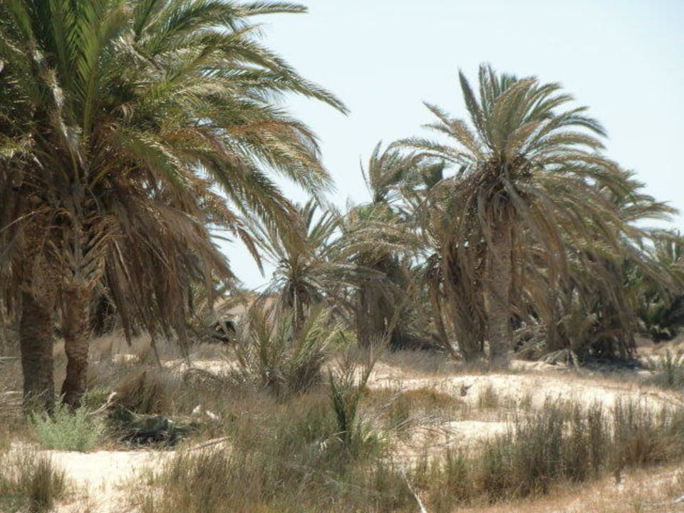 Palmen Djerba Aqua Resort
