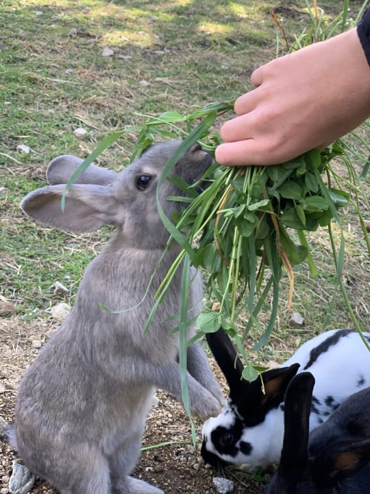 Gartenanlage Chalets Valsegg