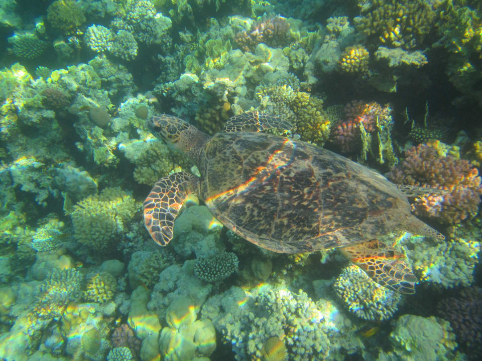 Strand Makadi Palace
