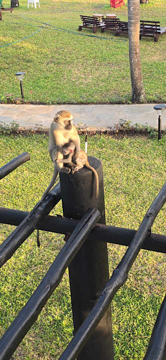 Gartenanlage Hotel Southern Palms Beach Resort