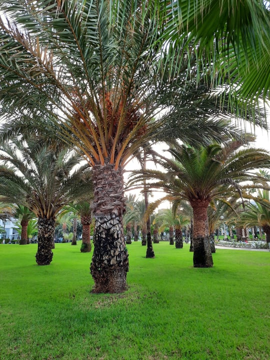 Gartenanlage Hotel Riu Gran Canaria