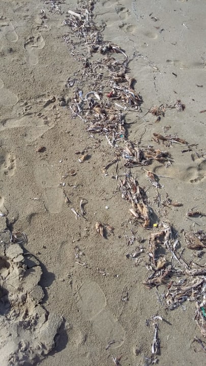 Zimmer Knossos Beach Bungalows Suites Resort & Spa