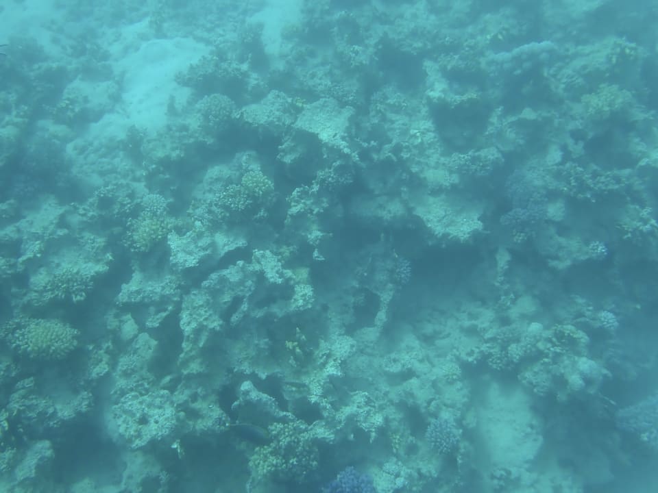 Strand Steigenberger Coraya Beach - Adults only