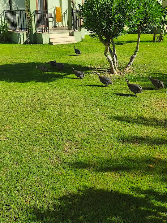 Gartenanlage VONRESORT Golden Beach