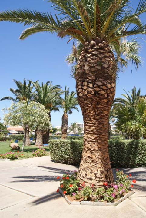 Gepflegte Anlage Anissa Beach & Village