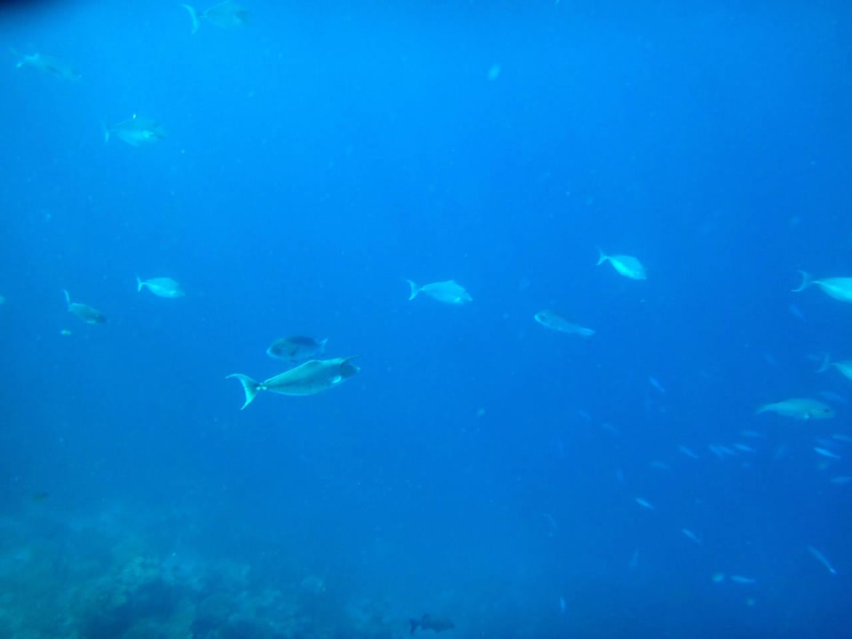 Unterwasserwelt Cinnamon Hakuraa Huraa Maldives