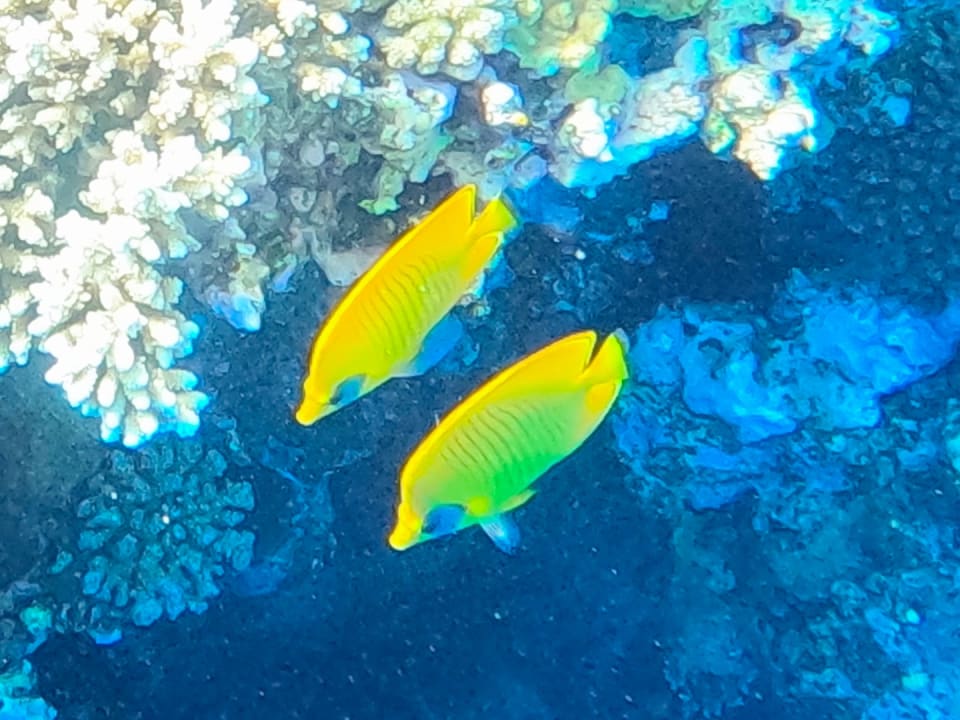 Sport & Freizeit Steigenberger Coraya Beach - Adults only