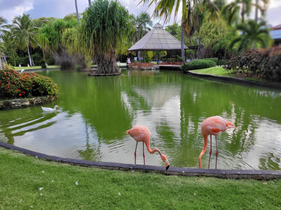 Gartenanlage Caribe Deluxe Princess