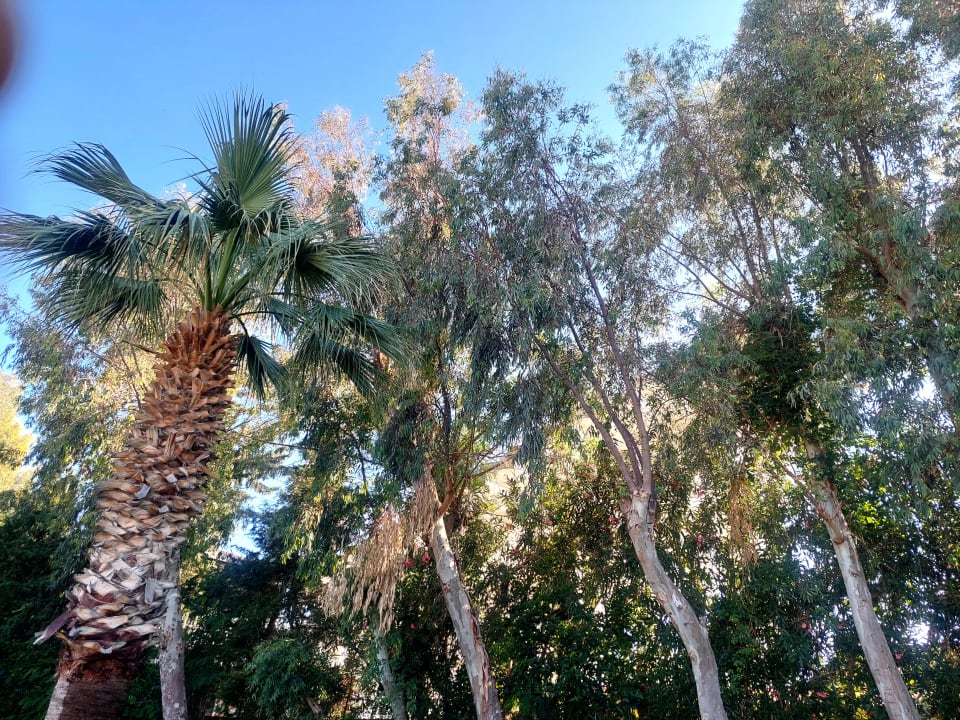 Gartenanlage Sunis Elita Beach Resort & Spa