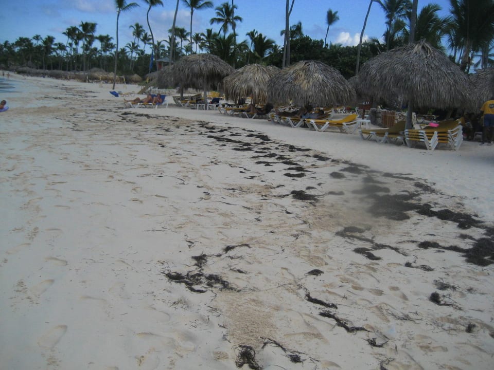 So sah der Strand bei uns leider jeden Tag aus Iberostar Waves Punta Cana