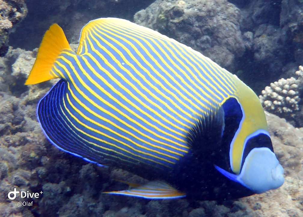 Sonstiges Three Corners Equinox Beach Resort