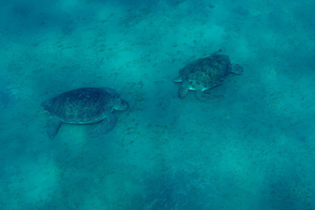 Strand Malikia Resort Abu Dabbab