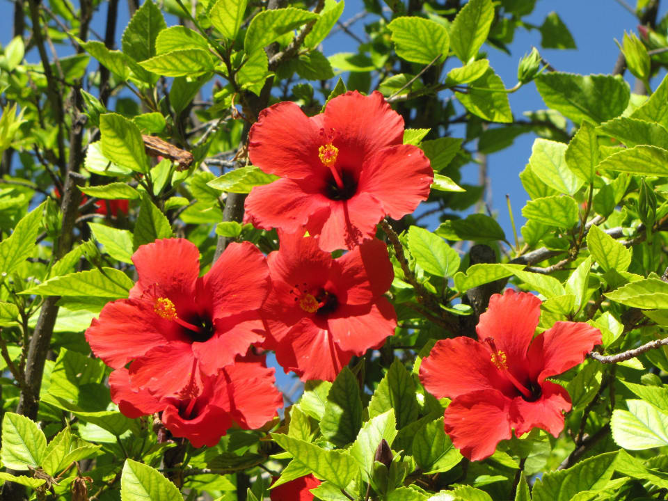 Hibiskus Kalahari Anib Lodge
