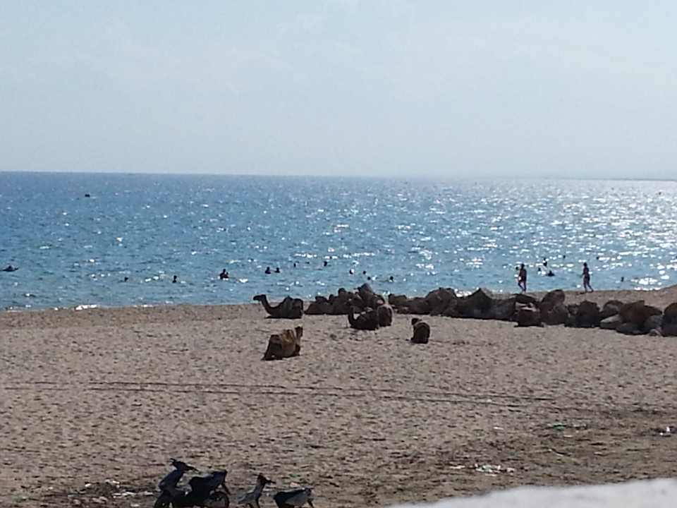 Kamele im Flussbett bei der Mittagspause The Orangers Beach Resort and Bungalows