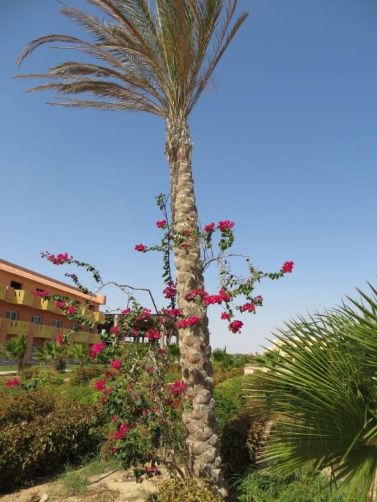 Selbsterklärend  Wadi Lahmy Azur Resort
