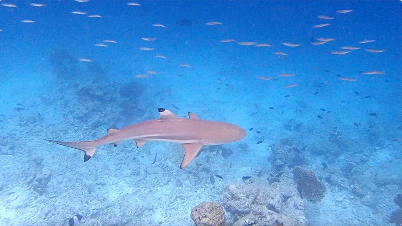 Sonstiges Vilamendhoo Island Resort & Spa