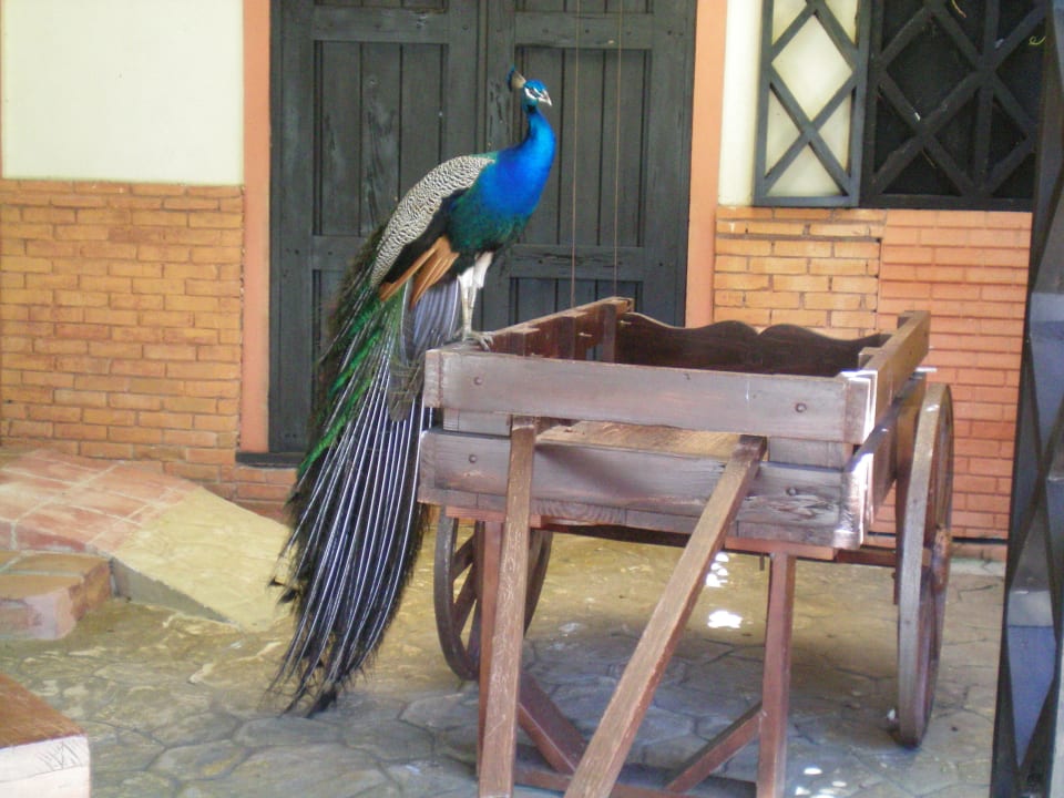 Ein Pfau vorm Weinlokal Punta Cana Princess All Suites Resort & Spa