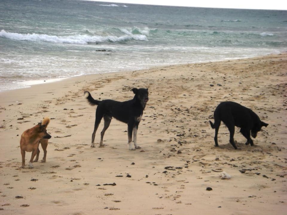 Die Drei Hotel Riu Karamboa