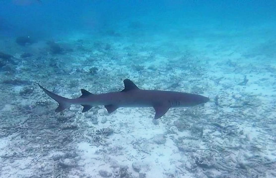 Strand Summer Island Maldives