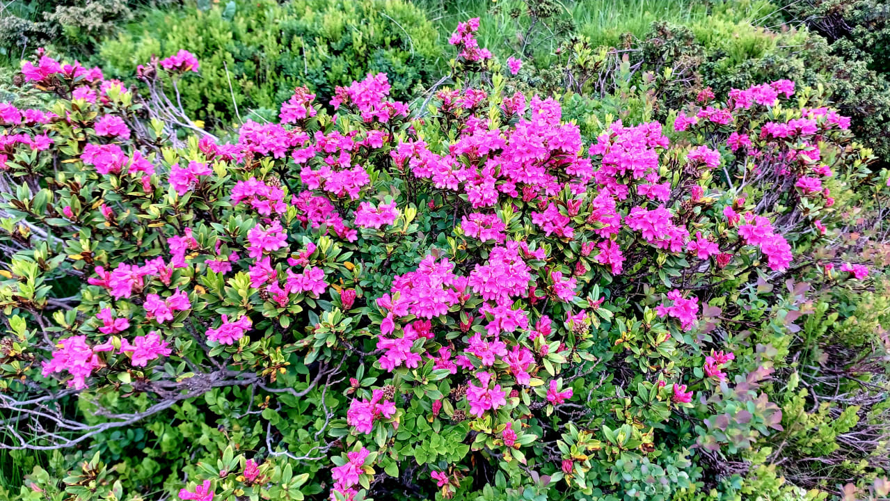 Gartenanlage Hotel Ländenhof