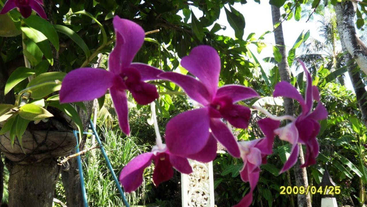 Wunderschöne Orchideen Puri Santrian